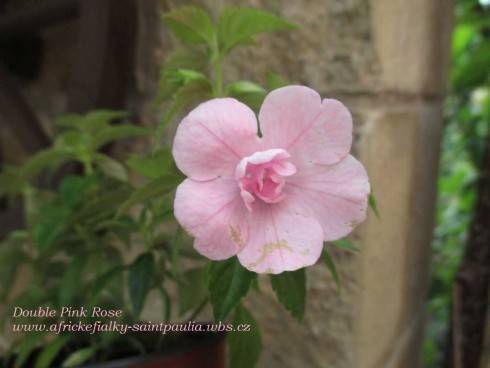 Double Pink Rose.jpg