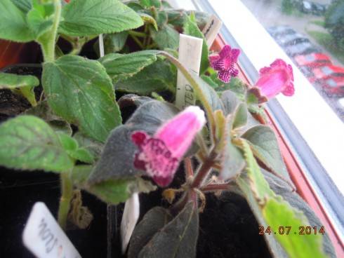 DSCN1679.JPG