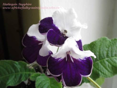 Harlequin Sapphire.jpg