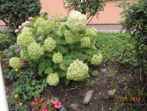 15.7.2014  + H. arborescens - už zelená 034.JPG