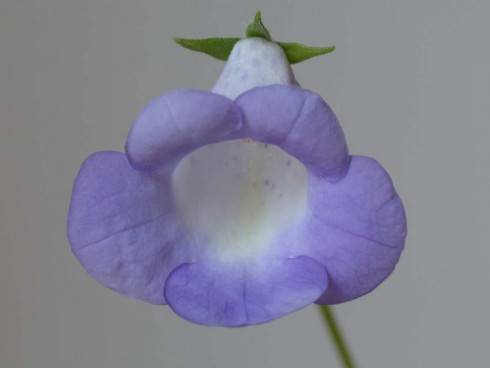 Eucodonia verticillata Cecelia.jpg