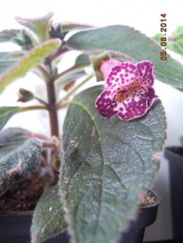 Heartland's Blackberry Butterfly.jpg