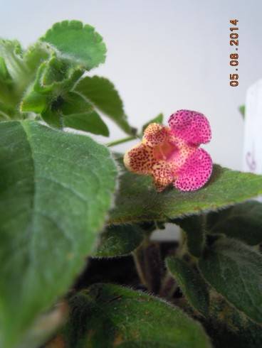 Kohleria amabilis.jpg