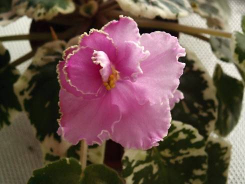 Rebel's Rhubarb Frost.jpg