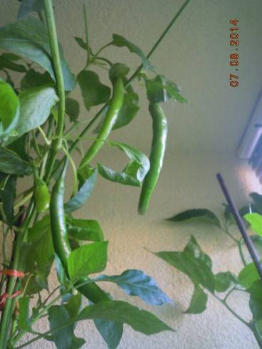 dlouhé z láku,.JPG