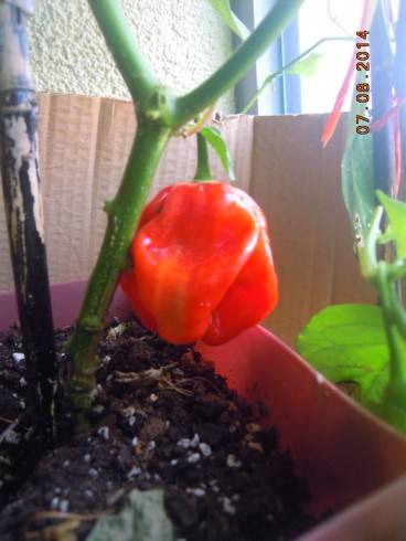 Habanero red (2).JPG