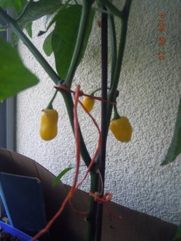 Maraba Orange.JPG