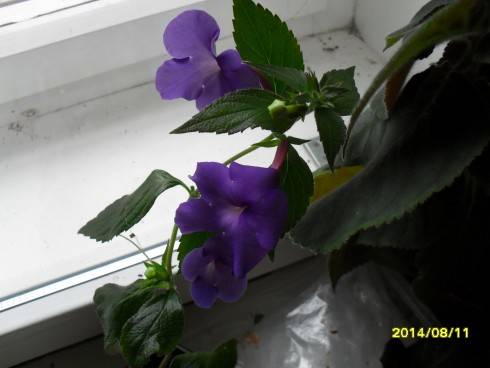 SDC10873.JPG