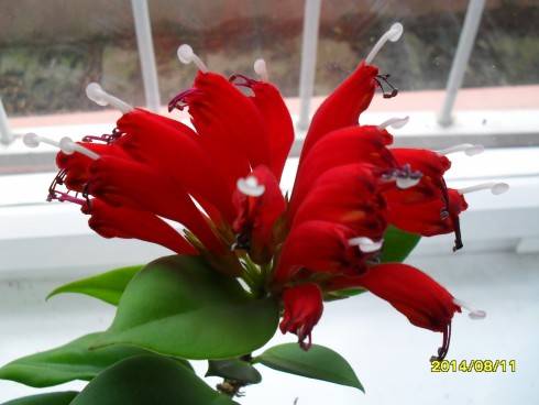 SDC10874.JPG