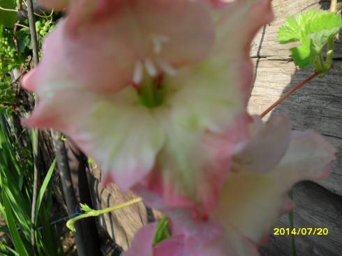 SDC10733.JPG
