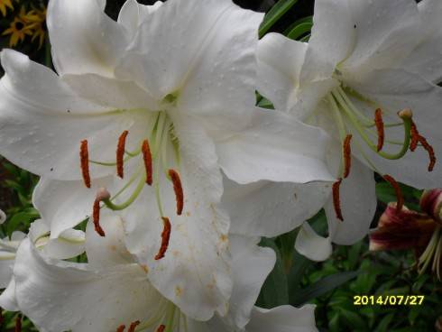SDC10791.JPG
