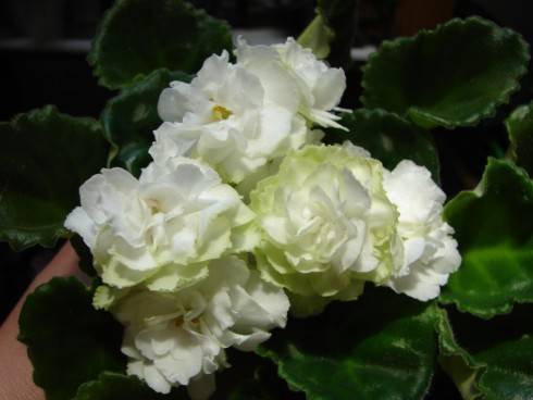 Spring Rose.jpg