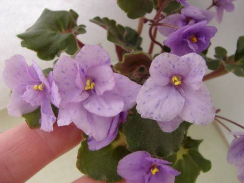 Skagit Victory Trails.jpg