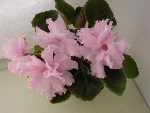 Maiskii Rassvet.jpg