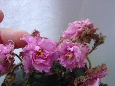 Island Rose.jpg