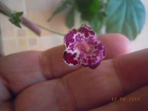 DSCN2160.JPG