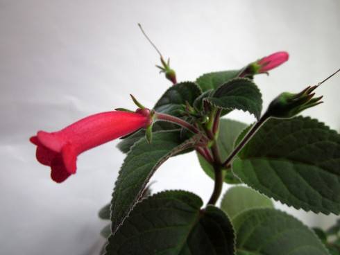 Sinningia reitzii Iporanga (red).jpg