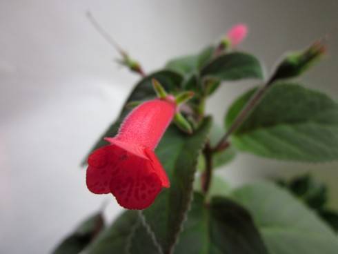 Sinningia reitzii Iporanga (red).jpg