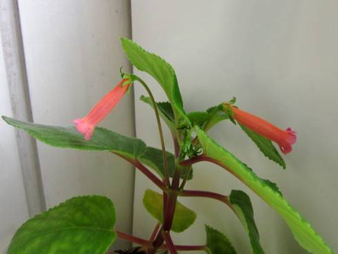 Sinningia hyb. (S. eumorpha x S. mauroana) x self.jpg