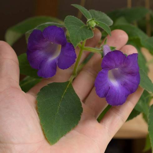 Achimenes mexicana.jpg