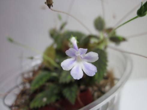 Sinningia muscicola.jpg
