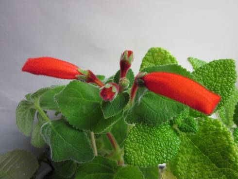 Sinningia cardinalis.jpg