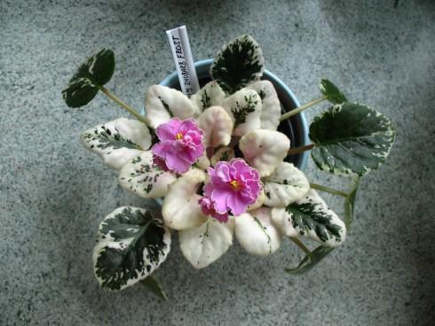Rebel's Rhubarb Frost.jpg
