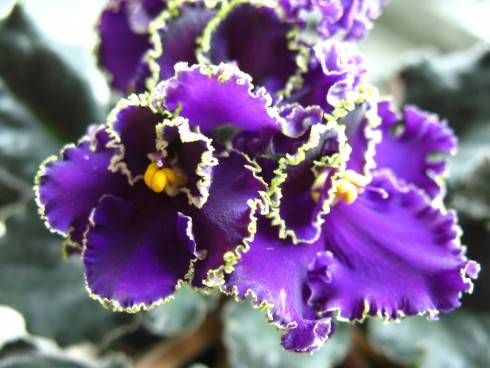 2010_5_23_fialky 009.jpg