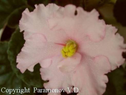 Ballet Marguerite.jpg