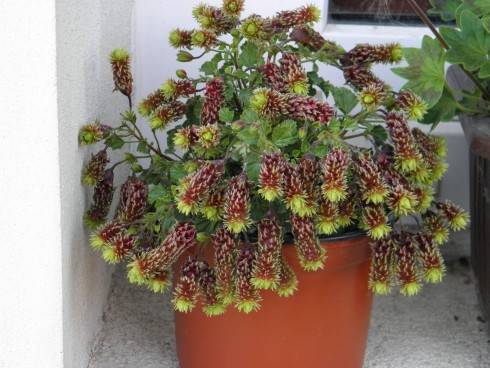 Fir Trees Catkins.JPG