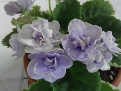 Blue Victoria.jpg