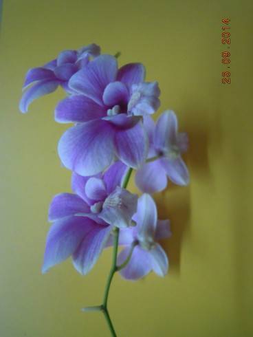 DSCN3271.JPG