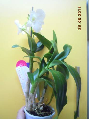 DSCN3283.JPG