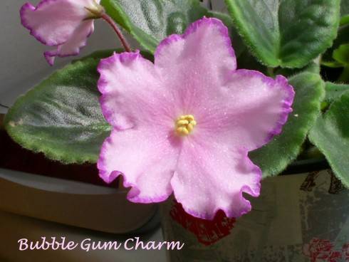 Bubble Gum Charm.jpg