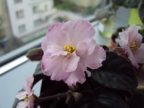 Smoldering Pink.jpg