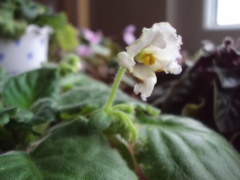DSC02141.JPG