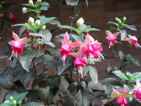 SDC11012.JPG
