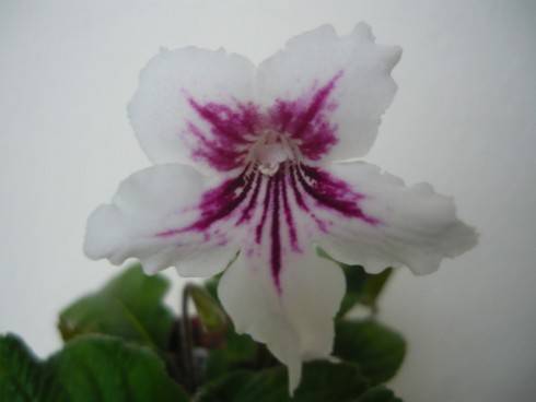 Bristol's Daisy Jane.jpg