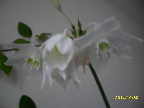 SDC11037.JPG