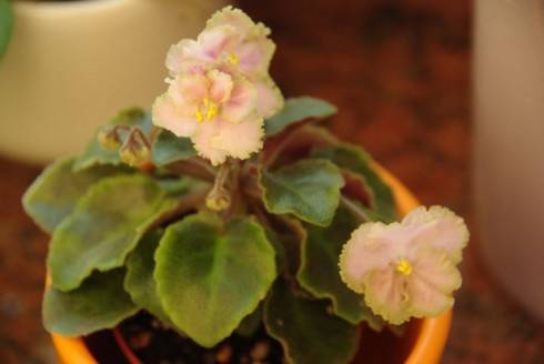 Rob's Antique Rose.jpg