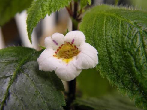 A. candida.JPG