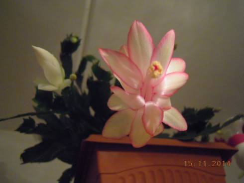 DSCN4210.JPG