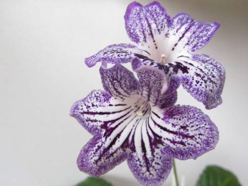 Franken Blackberry Lace.jpg