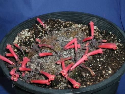 Sinningia defoliata.jpg