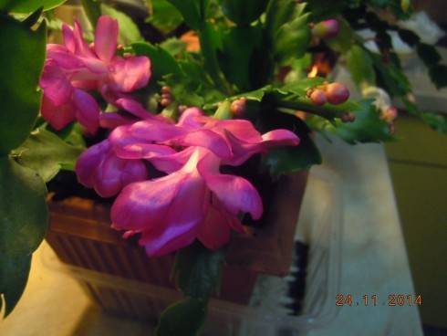 DSCN4438.JPG