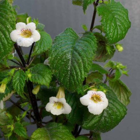 Achimenes candida.jpg
