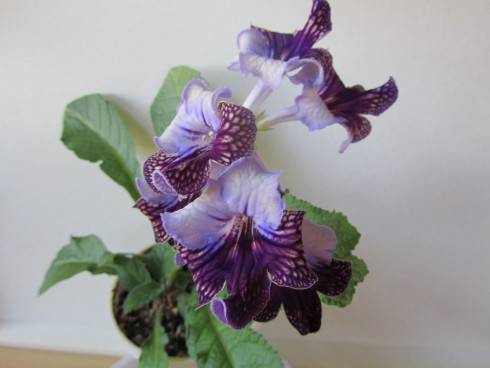 Harlequin Lace.jpg