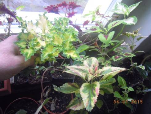 DSCN4974.JPG