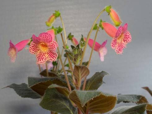 Ingrid x K. amabilis.jpg
