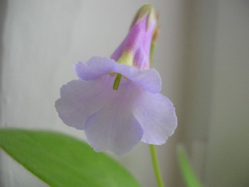 Primulina flavimaculata.jpg